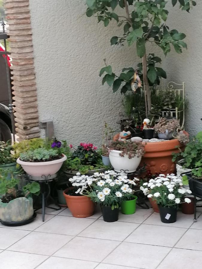פלומין Bernik Rooms מראה חיצוני תמונה